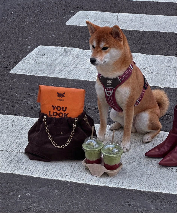 Welche Geschirrgröße braucht ein Shiba Inu?