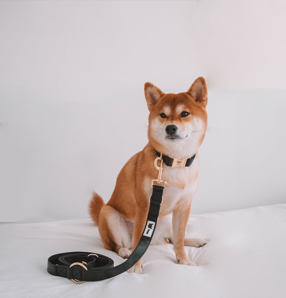 CityFox™ Halsband- und Leinenset 2,5 m | Schwarz