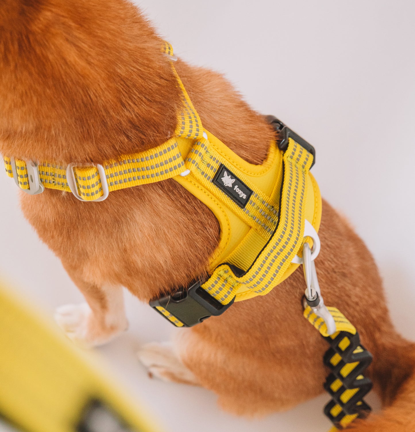 <tc>leash</tc> CountryFox™ PRO | Butter Yellow