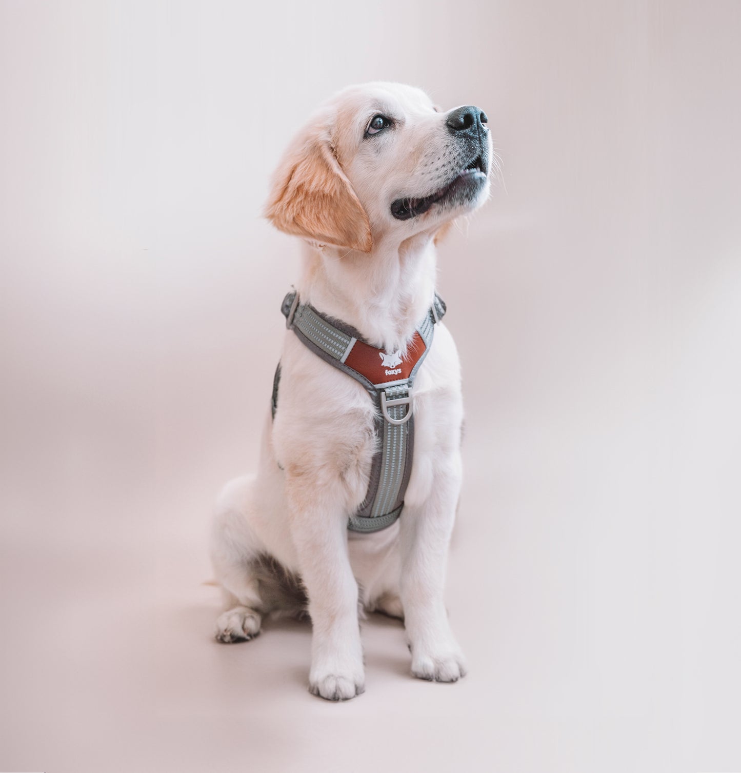 Countryfox ™ Pro Harness | Grey