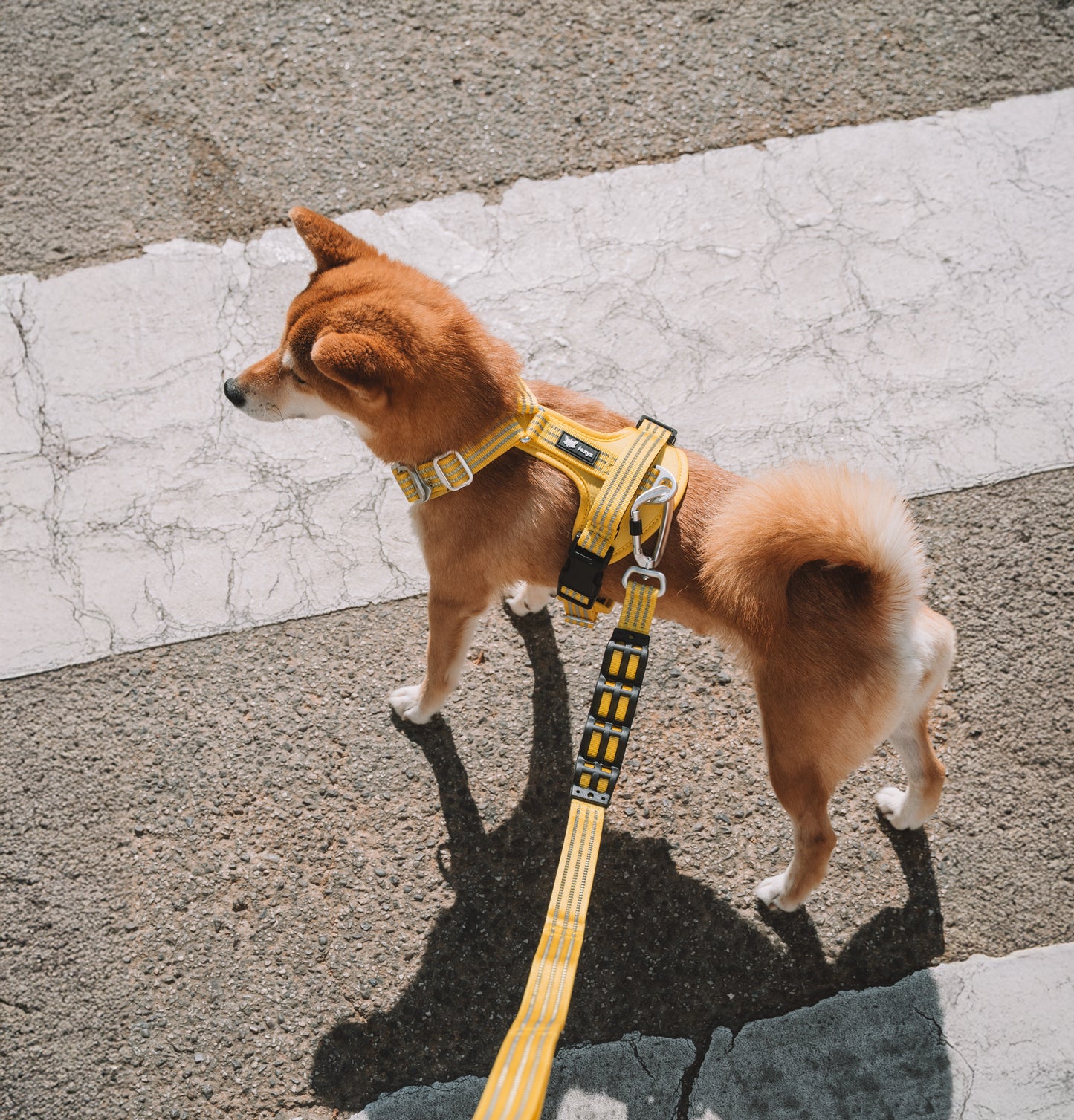 <tc>leash</tc> CountryFox™ PRO | Butter Yellow