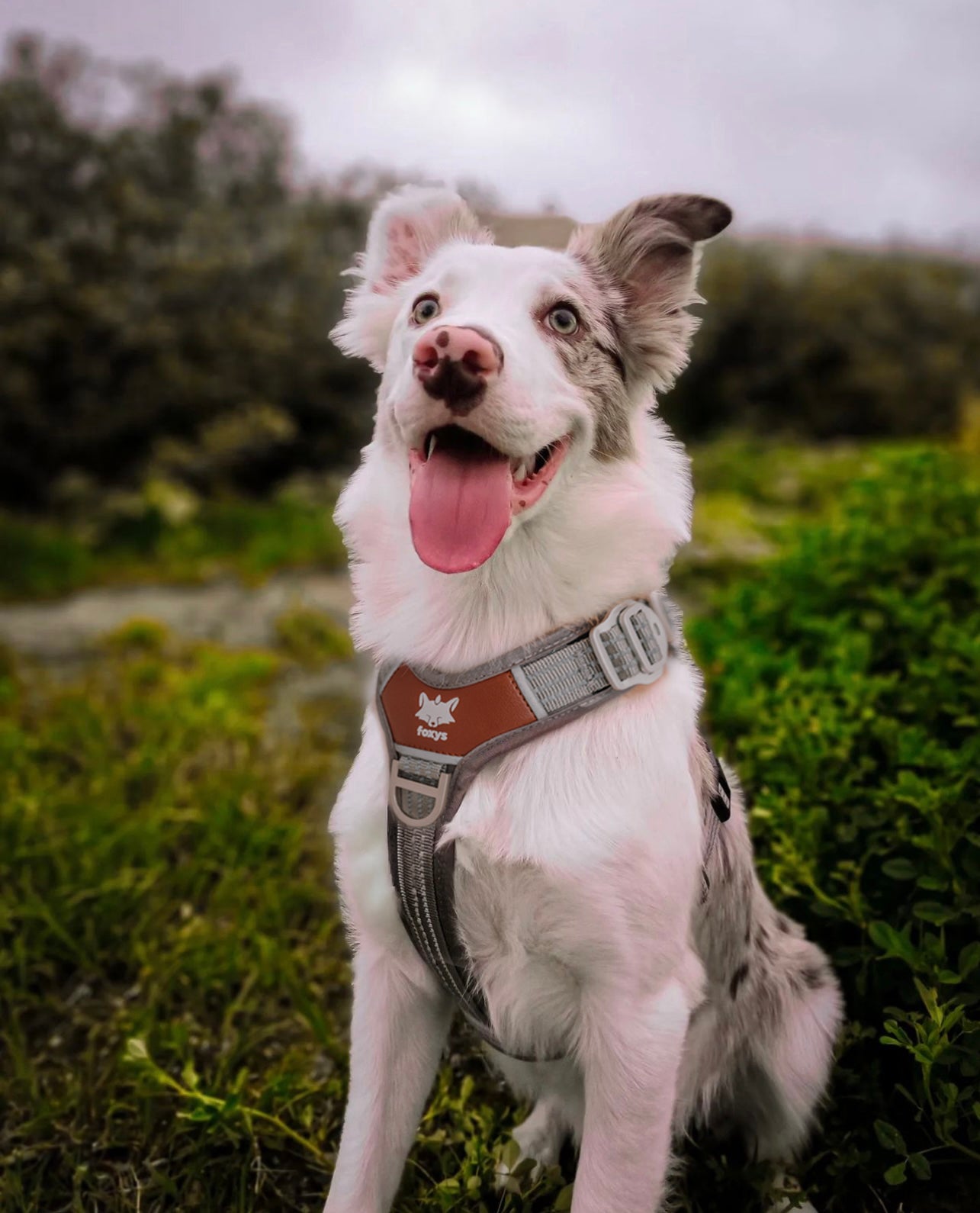 Countryfox ™ Pro Harness | Grey