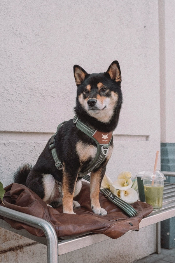 Shiba Inu: Ratgeber für Einsteiger (Charakter, Fell, Spaziergänge und Zubehör)