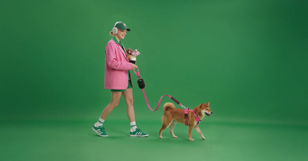 The best harness for a Shiba Inu