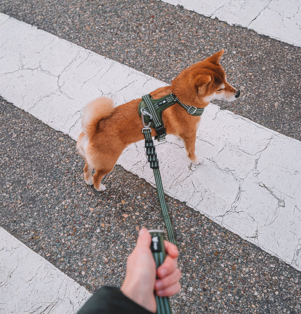 Harness or collar for dogs? When to use each and which is better