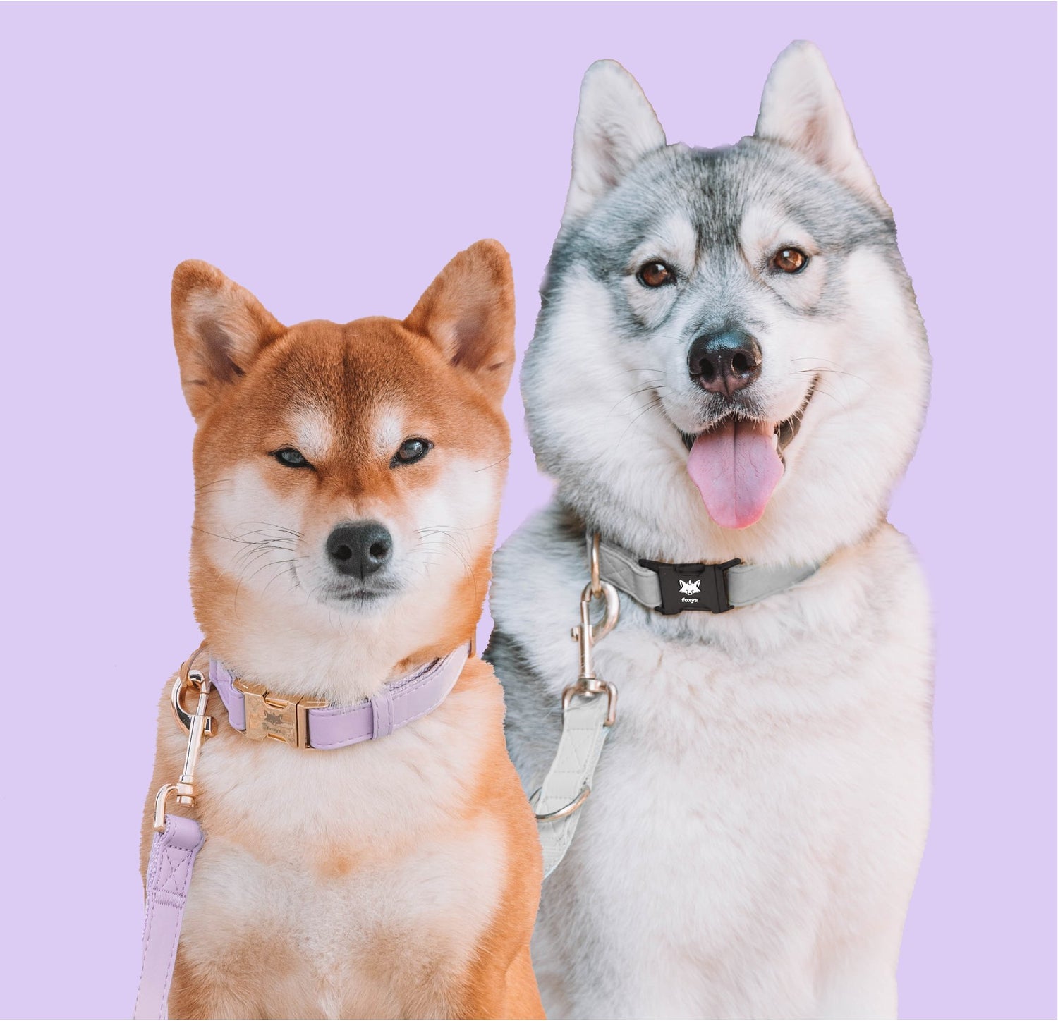 CityFox Dog Collar Leash Set - foxys