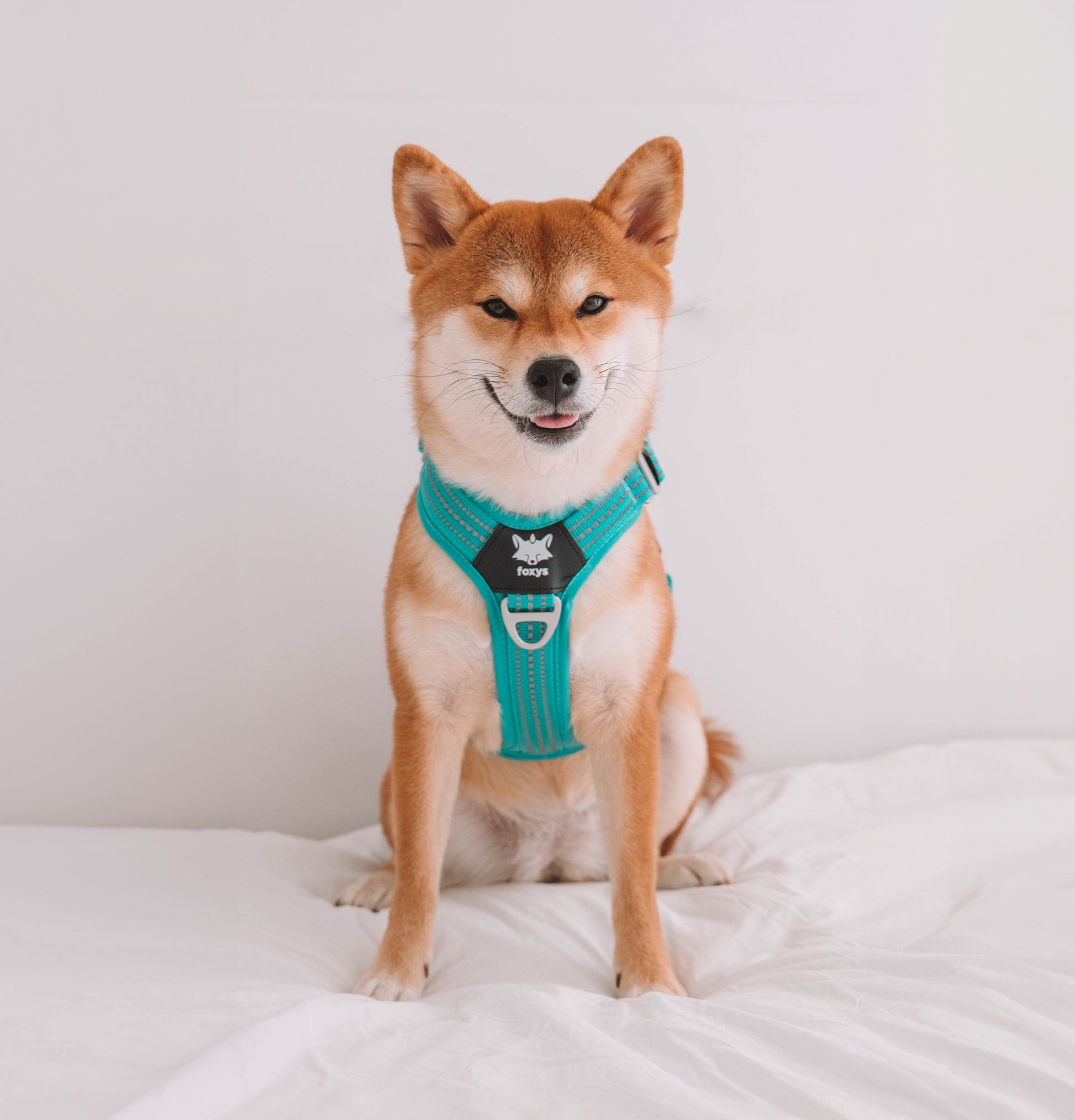 Countryfox ™ harness dog Foxys