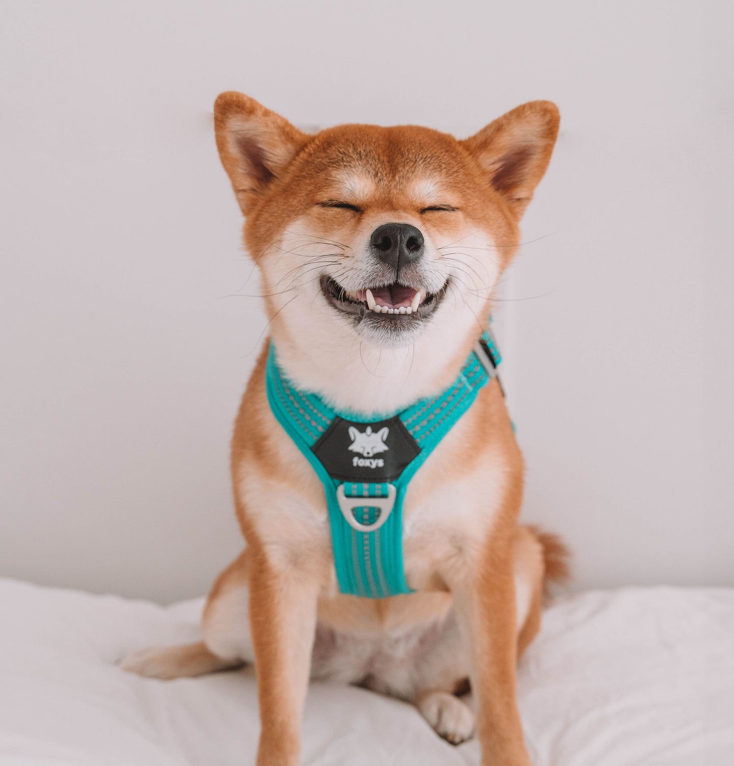 CountryFox™ Harness |  Aqua
