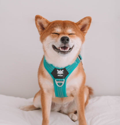 CountryFox™ Harness |  Aqua