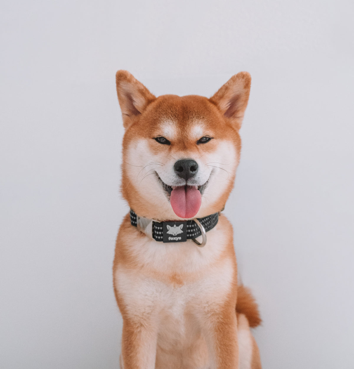 CountryFox Collar • Negro