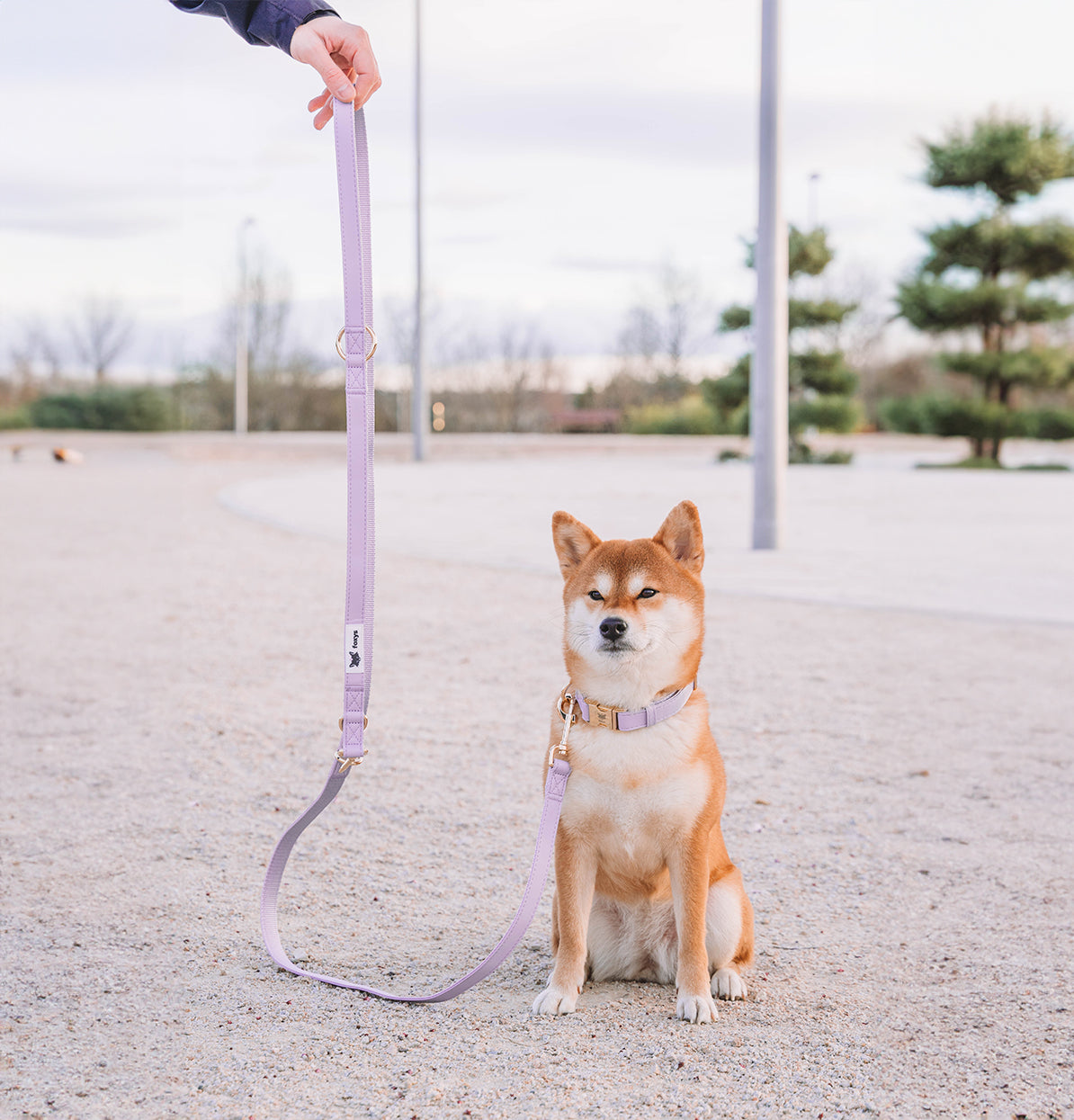 CityFox™ Kit Collar y Correa 2,5m |  Lila
