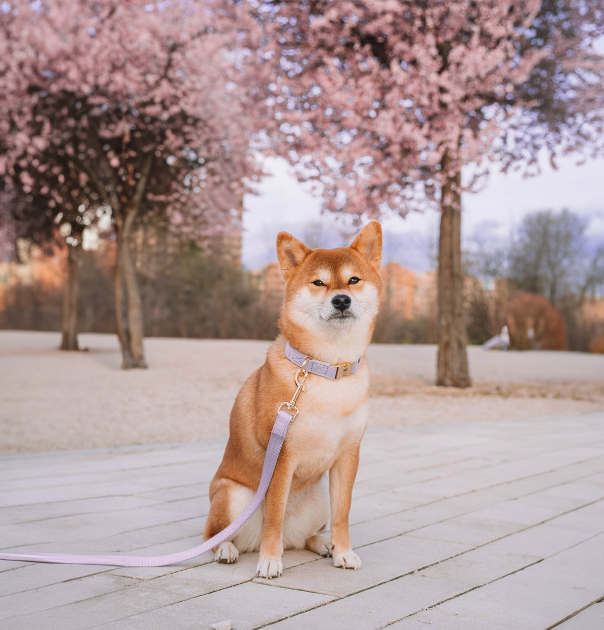 CityFox™ Kit Collar y Correa 2,5m |  Lila