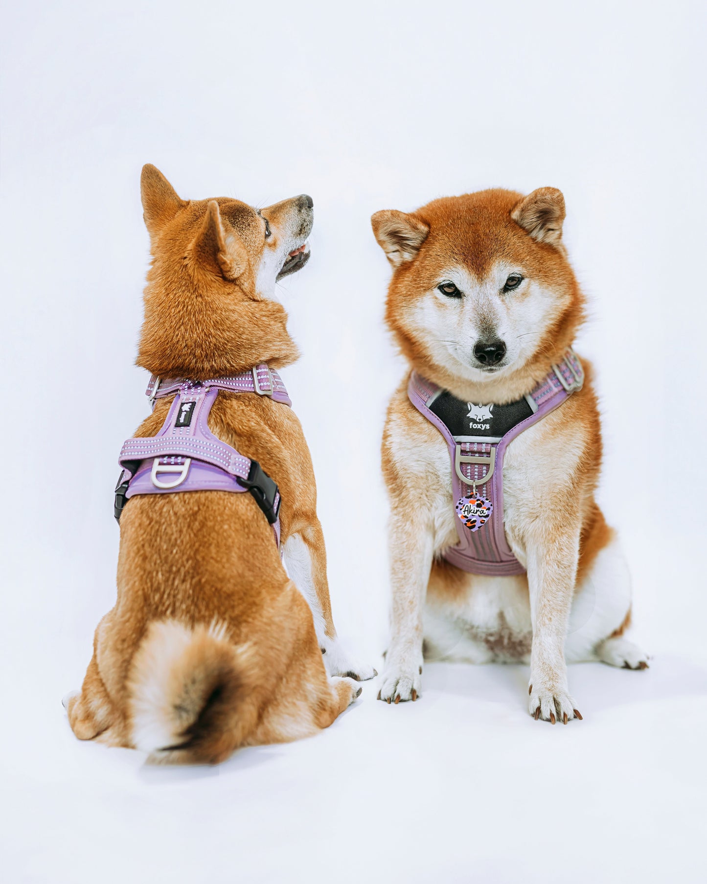 CountryFox™  PRO Arnés | Lila