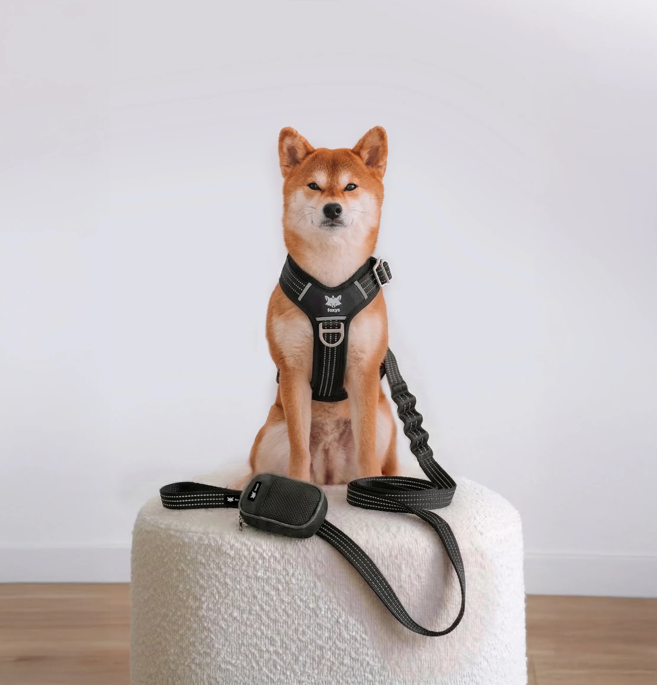 CountryFox Dog Walking Kit — Black | Foxys – Foxys