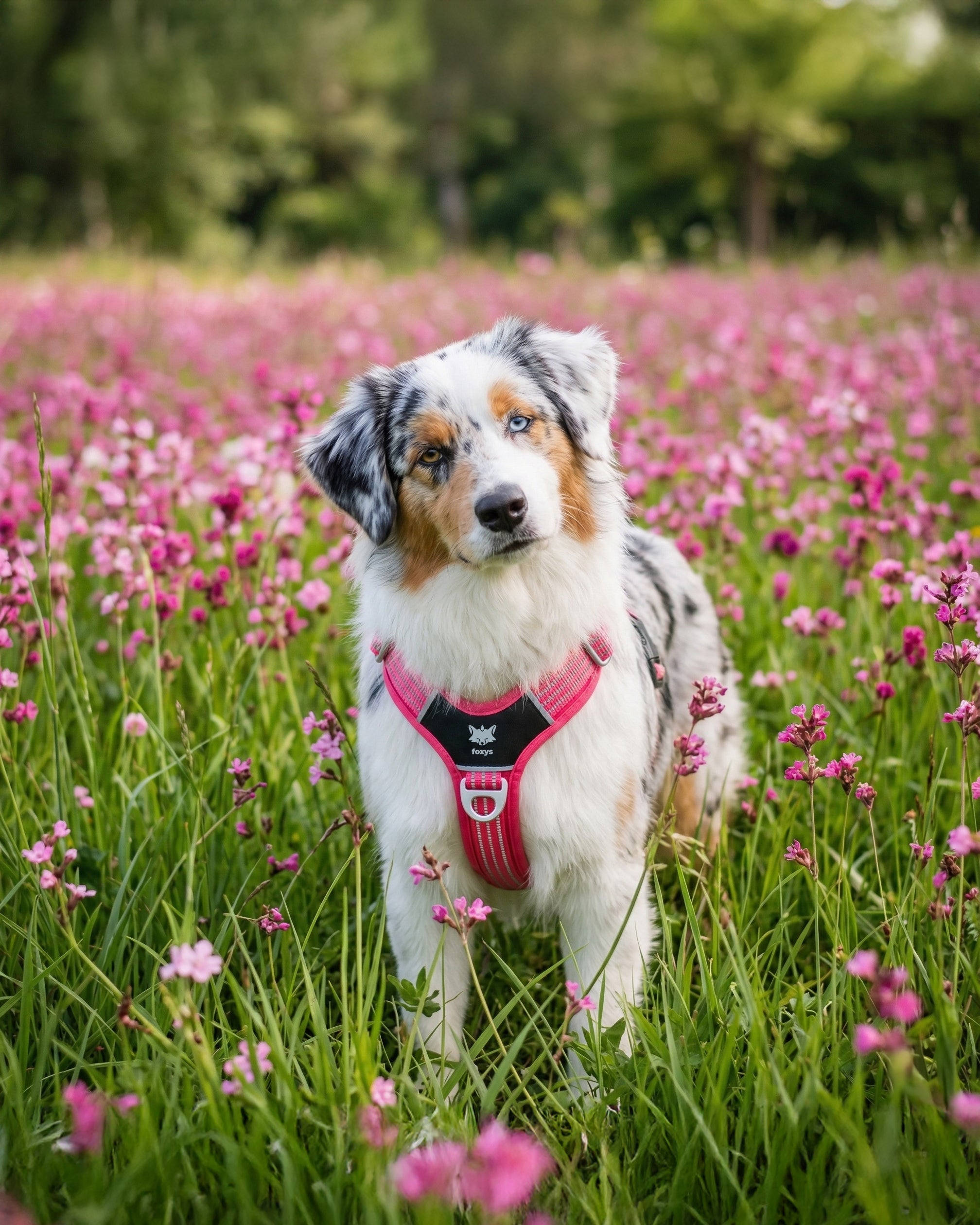Countryfox ™ Ergonomic dogs for dogs | Foxys – Foxys