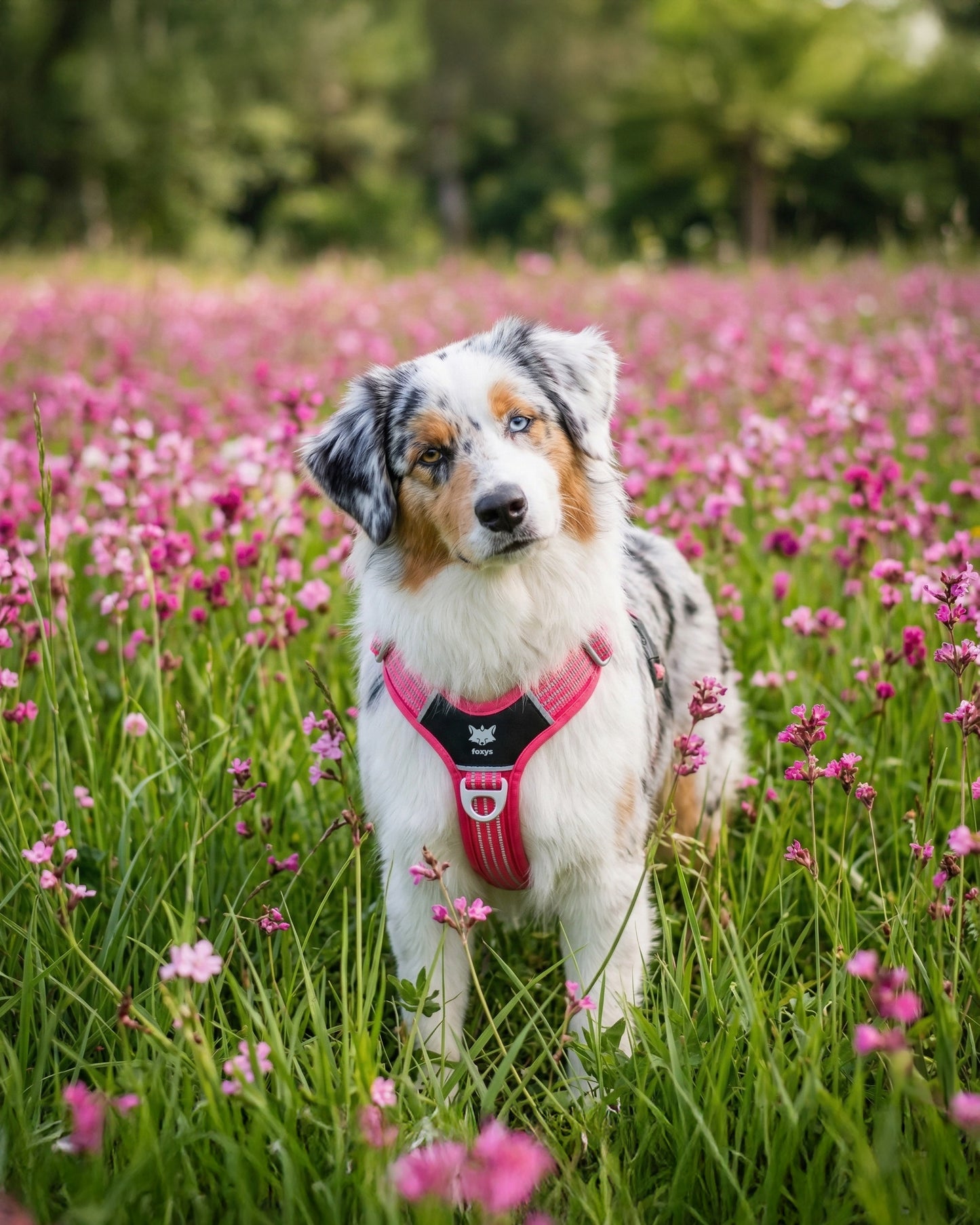 CountryFox™ PRO Harness - růžový