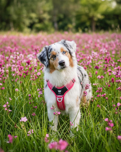 CountryFox™ PRO Harness - růžový