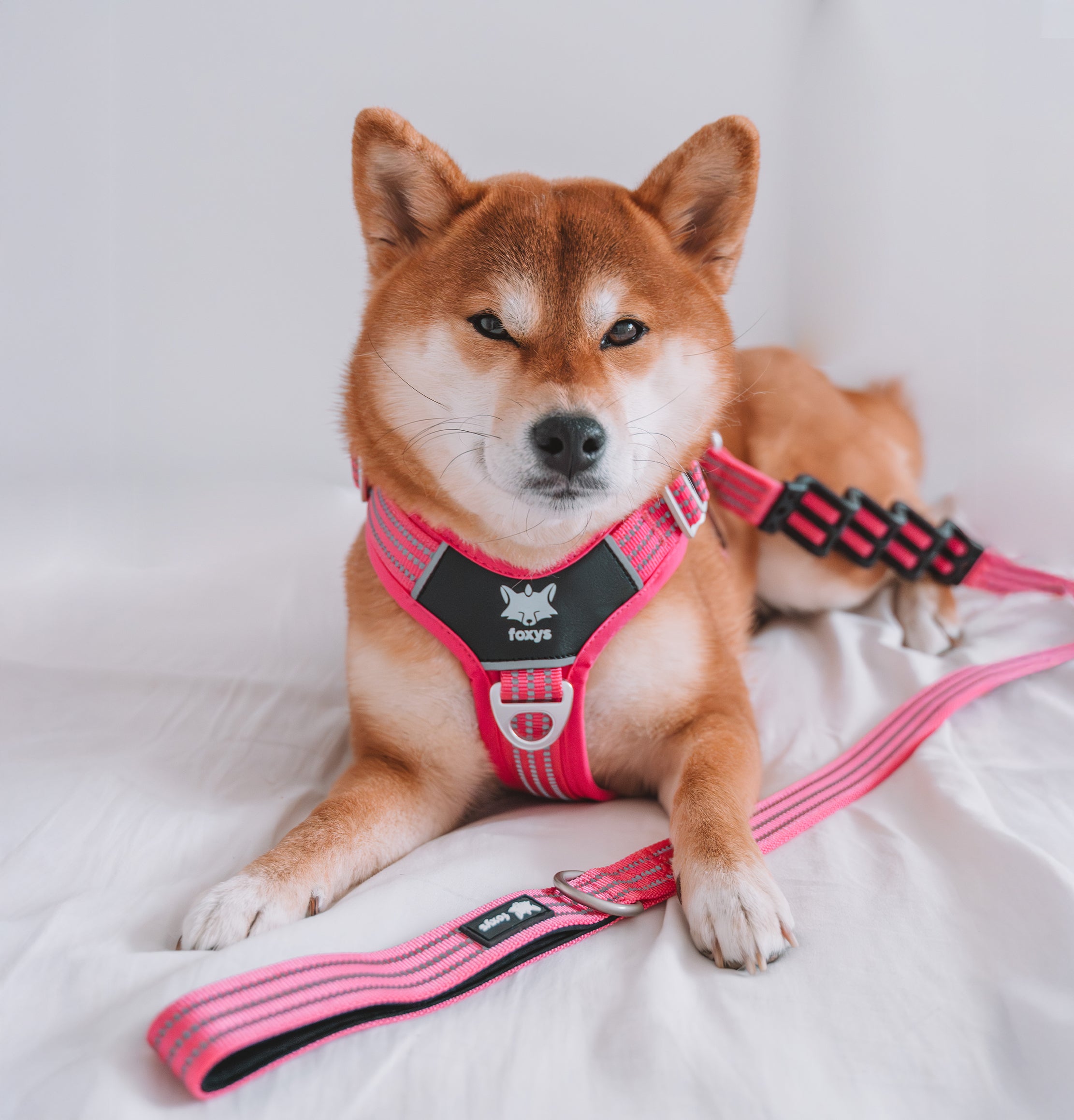 leash CountryFox Dog Collar | Comfortable, Safe, and Reflective