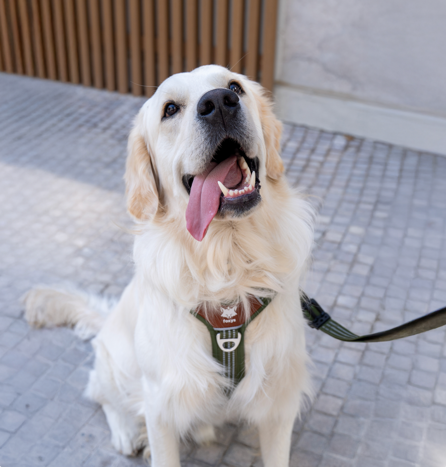 Countryfox ™ Pro harness |  Matcha green