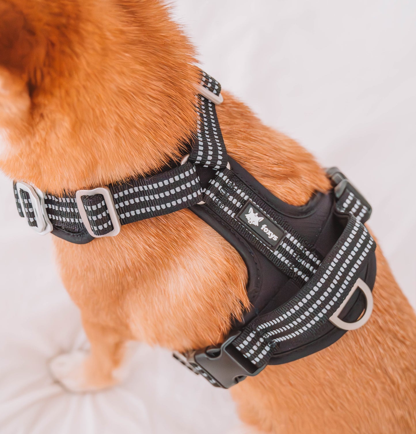 CountryFox™ PRO Harness |  Black