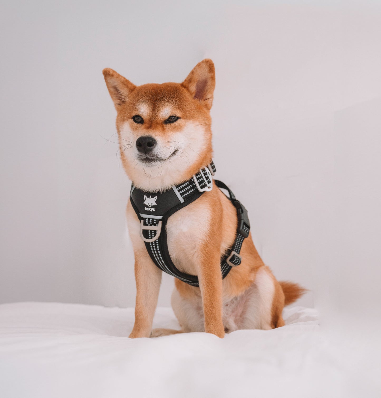 CountryFox™ PRO Harness |  Black