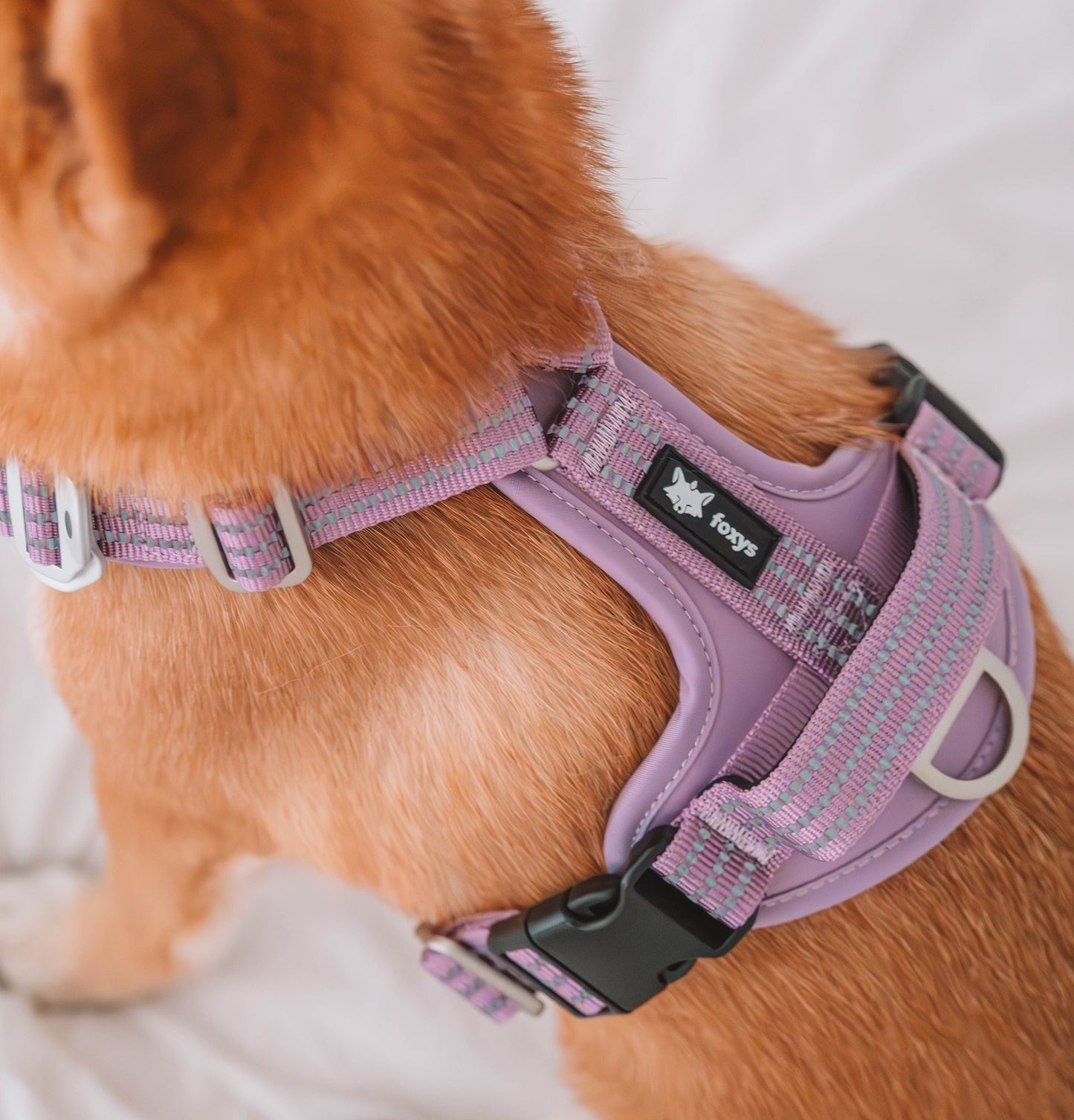 CountryFox™  PRO Arnés | Lila