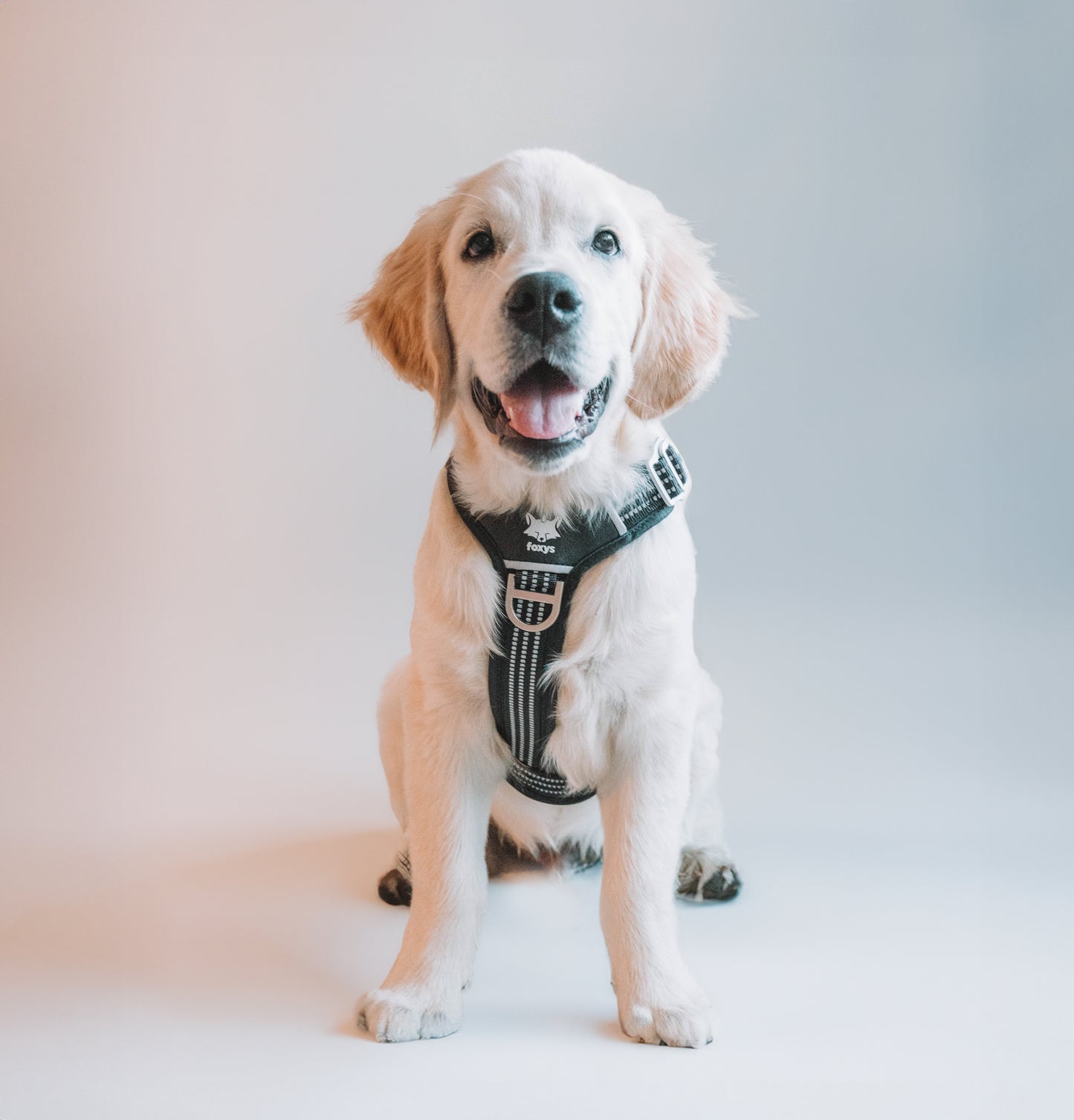 CountryFox™ PRO Harness |  Black