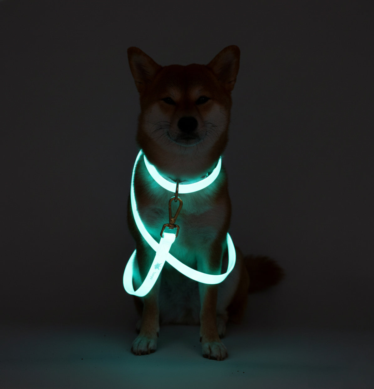 Freedom™ leash Training | Glow