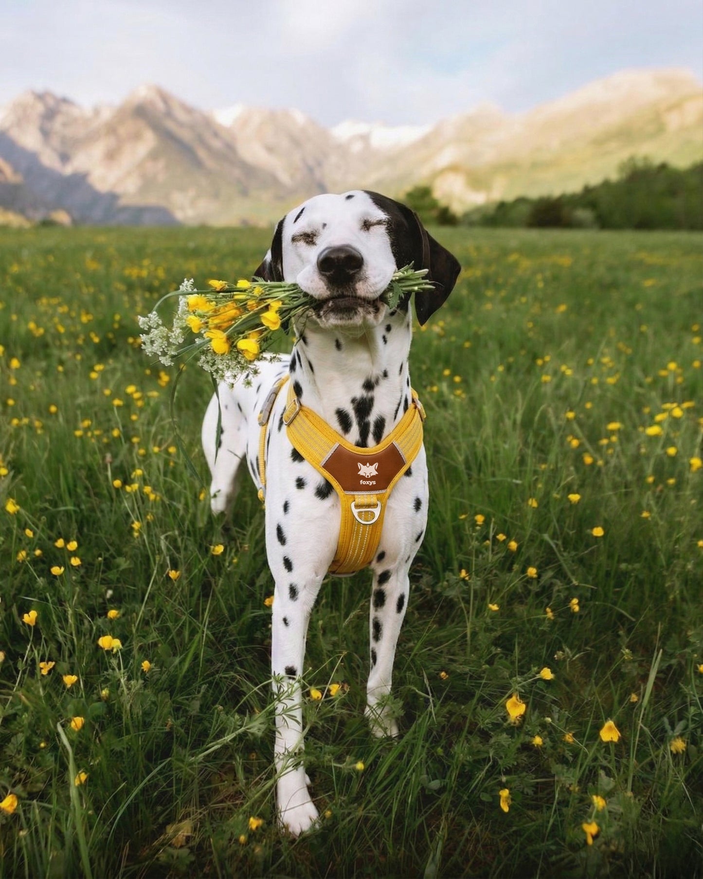 CountryFox™ PRO Harness | Butter Yellow