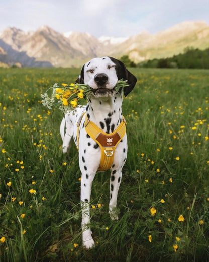 CountryFox™ PRO Harness | Butter Yellow