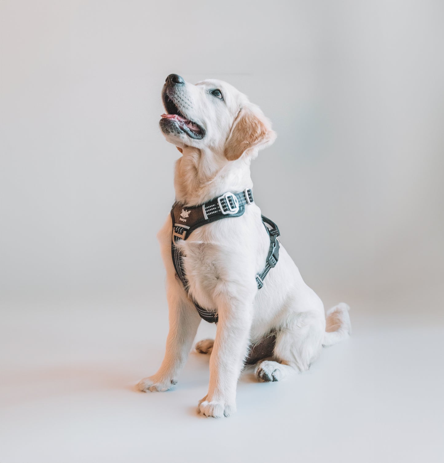 CountryFox™ PRO Harness |  Black