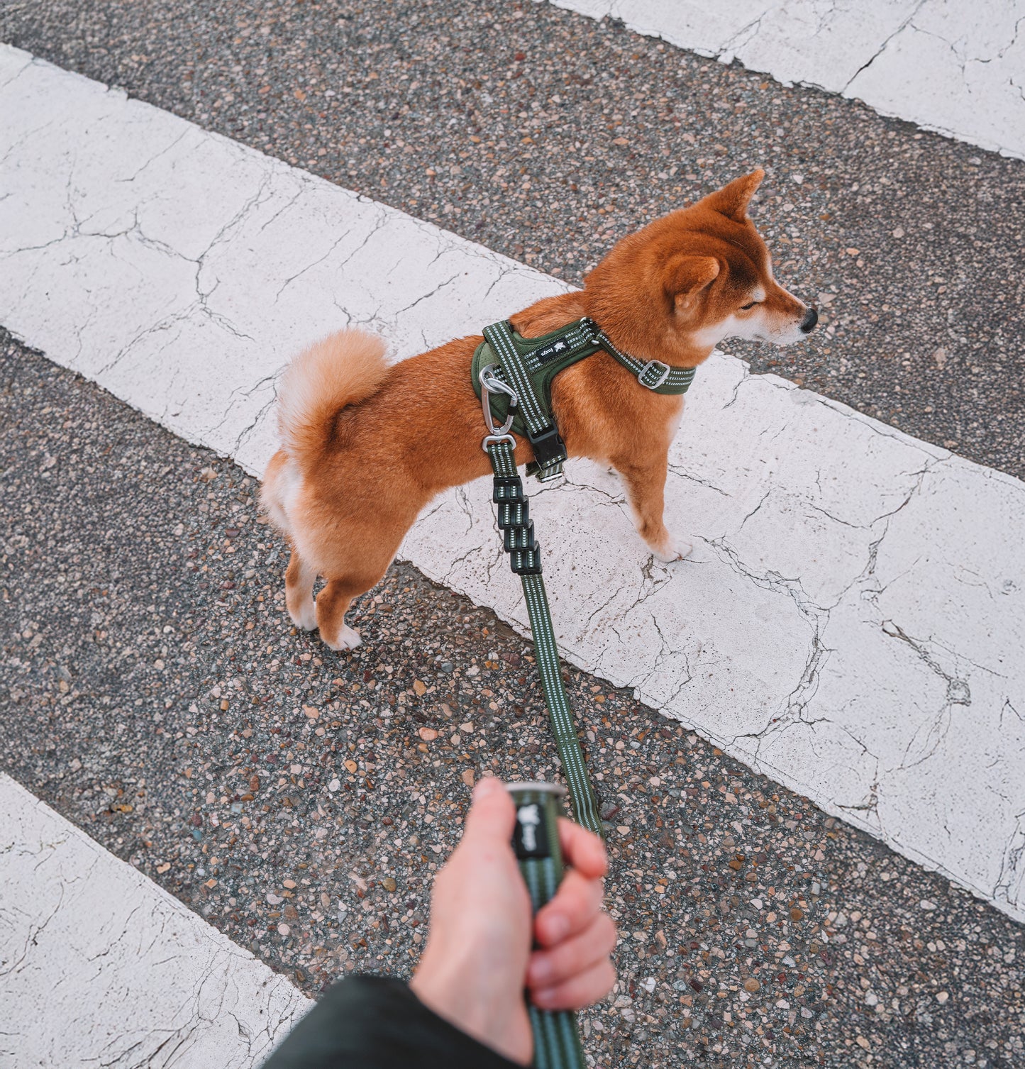 Countryfox ™ Pro Correa | Matcha green