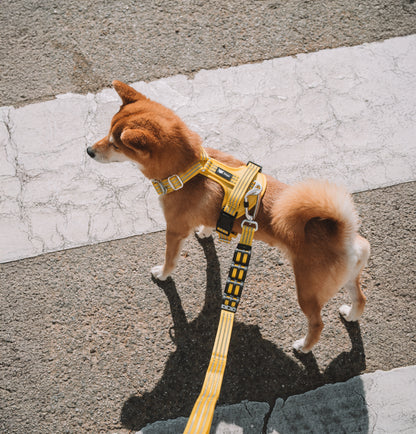 CountryFox Vodítko™ PRO | Butter Yellow