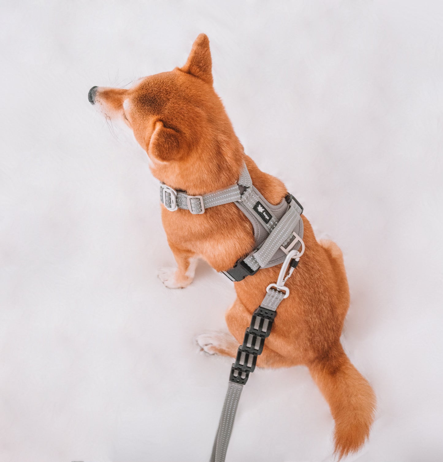 CountryFox™ Leine |  Schwarz (Kopie)
