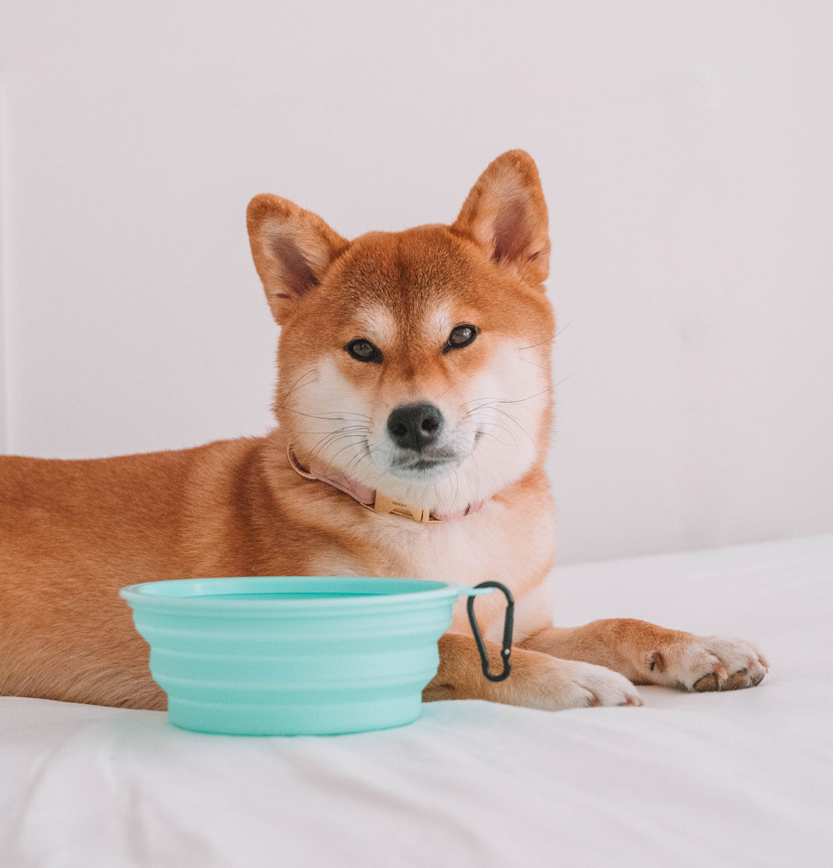 FoxyBowl™ Foldable Bowl