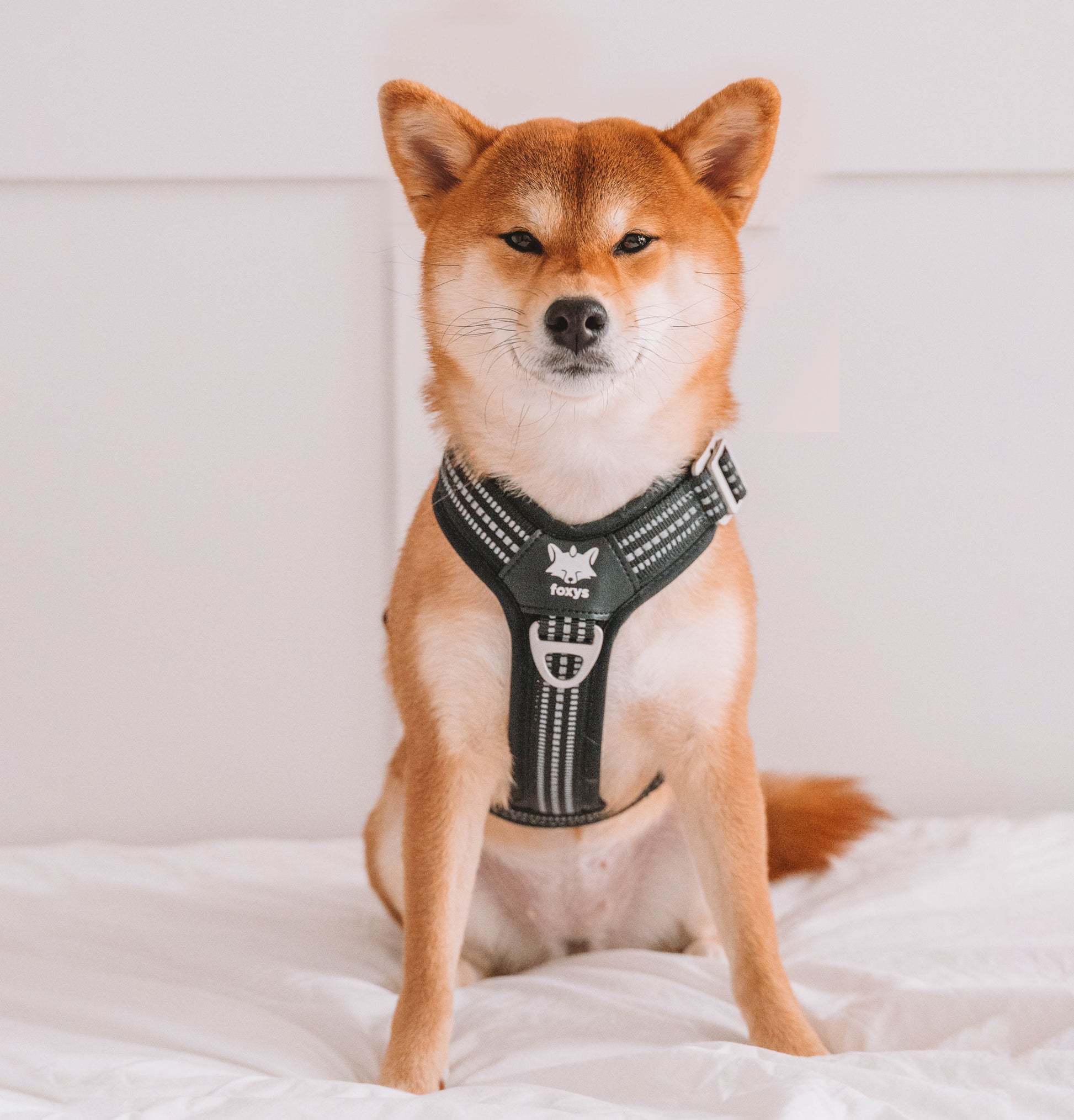 CountryFox™ Dog Harness